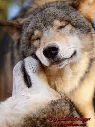 Wolf Love So Happy Truly Content With The Life They Have Animals Beautiful Animals Wolf Dog