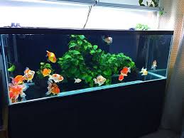 If your decorations are covered with algae. Goldfish Tank Oranda On Instagram Fish Aquarium Decorations Goldfish Aquarium Goldfish Tank