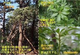 毒のある木 304 アセビ 身近な自然もいいね