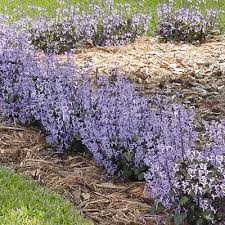 Image result for Monadenium laeve