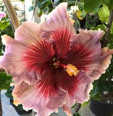 Eye Spy Rare Flowers Hibiscus Bush Showy Flowers