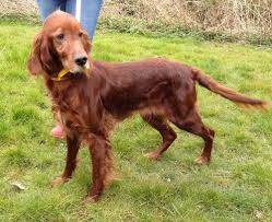 Red Setter Aiofe At Ravenswood Rescue Red Setter Dog Dog Adoption Irish Red Setter