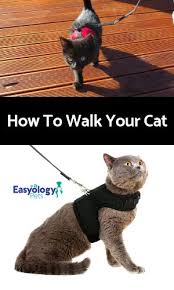 Maybe you would like to learn more about one of these? How To Walk Your Cat First Time Cat Owner Cats Cat Behavior