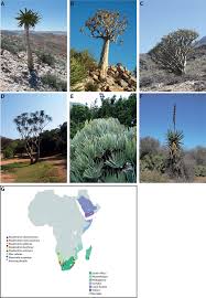 Image result for Aloidendron barberae