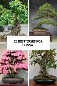 22 Best Trees For Bonsai And How To Care For Them Bonsai Tree Care Indoor Bonsai Tree Indoor Bonsai