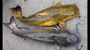 Read the definitions, then label the fish diagram below. How To Catch Catfish Fishing For Catfish In Winter Youtube