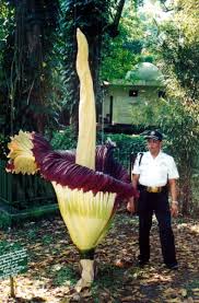 It is a parasitic plant, with no visible leaves, roots, or stem. Bunga Bangkay Bgor Indonesia Is Said To Be The Biggest Flower In The World Anyone Keen To Challenge That Corpse Flower Unusual Plants Strange Flowers