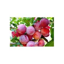 Image result for prunus domestica renkloda althana
