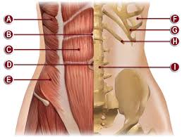Anatomy is the amazing science. 2659 Elastic Rib Belt For Women Otcbrace
