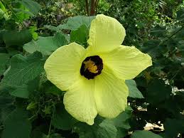 Image result for Hibiscus calyphyllus