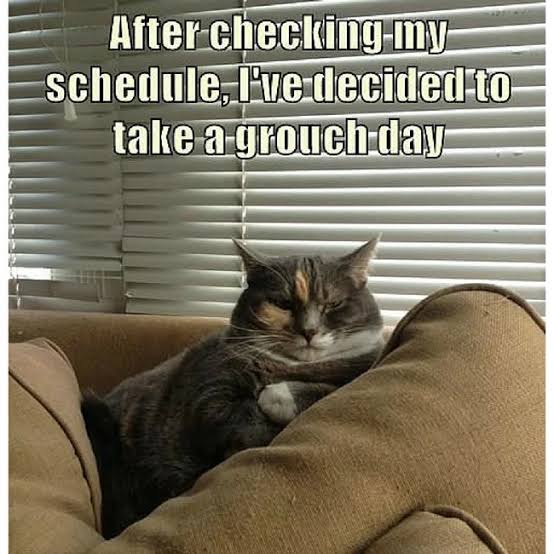 Funny Pics on X: "After Checking My Schedule… #CatMeme #Meme #LOL  http://t.co/b4ZnsWNb6B" / X