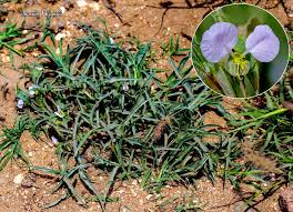 Image result for Commelina albescens