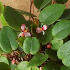 Image result for Begonia elaeagnifolia
