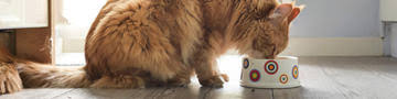 Close any daily calorie recommendation is a starting recommendation. How Much Should I Feed My Cat Purina