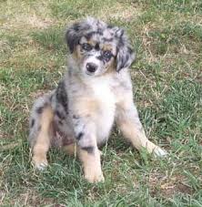 Come see our australian shepherd puppies & other puppies for sale today. Miniature Australian Shepherds Australian Shepherd Dogs Miniature Australian Shepherd Crazy Dog Lady