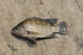 Sifat Ikan Nila Jawa