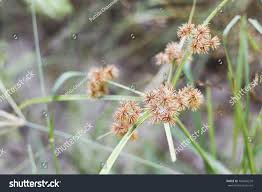 Image result for Cyperus difformis