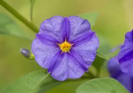 Image result for Lycianthes rantonnetii