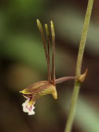 Image result for Eulophia longisepala