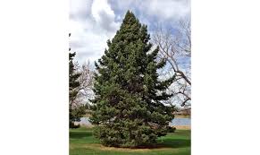 Apply more pressure to the brush to make these branches thicker, heavier and wider forming the shape of a pine tree. Painting A Pine Tree In Acrylics Learn It Make It On Bluprint Craftsy