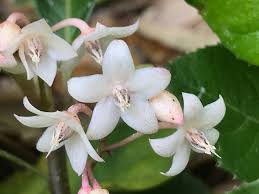 Image result for Ardisia staudtii