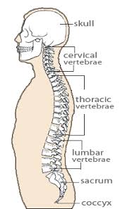 The vertebrate spine or spinal column. Kids Health Topics Your Bones