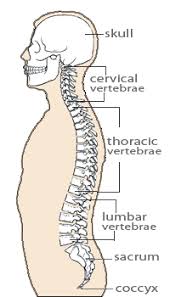 The twelve thoracic vertebrae are numbered t1 to t12. Kids Health Topics Your Bones