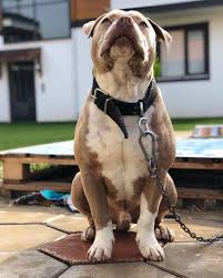 Chivas American Bully Xl Male Erkek Owner Mustfakulis Masallah Tuyunce Omru Olur Insallah Bullsofturks Christmas Movies Animals Dogs