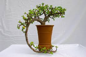 Image result for Portulacaria