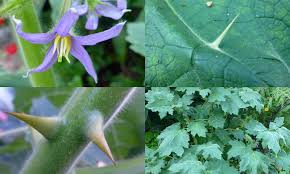 Image result for Solanum mammosum