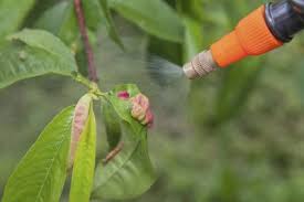 Brown rot of cherry, peach and plum— the fun. Peach Tree Spray When To Spray Peach Trees For Bugs