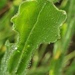 Image result for Emilia discifolia