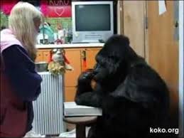 Koko S Brilliant Pink Awareness Pink Awareness Great Ape Awareness