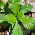 Image result for Struchium