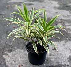 Image result for Chlorophytum pubiflorum