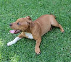 American staffordshire terrier pitbull mix puppy playing. Lab Terrier Mix What To Expect From This Diverse Cross