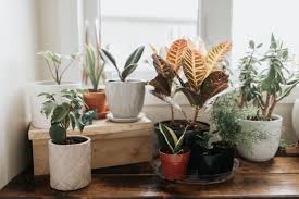 It's one of the easiest plants to care for and can be kept. Why Buying Plants Can Ease Your Pandemic Loneliness