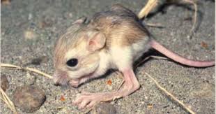 The desert kangaroo rat (dipodomys deserti) is a rodent species in the family heteromyidae that is found in desert areas of southwestern north america. Mojave Desert Ecosystem Kangaroo Rat Desert Animals Desert Ecosystem