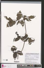 Image result for Cremaspora triflora