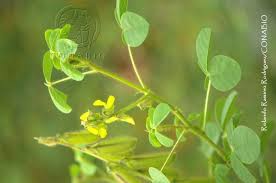 Image result for Crotalaria comosa