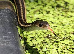 Black And White Striped Snake Texas Common Garter Snake Snake Habitats Animals