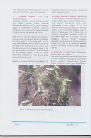 Image result for Acalypha bipartita