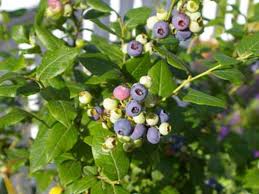 Deer feed on grass, clover, twigs, bark, and shoots.if these are unavailable, as in suburbs or urban areas, deer will nibble at trash to see what is edible.when they're babies they must drink milk for at least 3 weeks if its mom isn't. Expert Tips For Growing Blueberries Horticulture