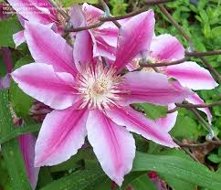 Image result for Clematis dolichopoda