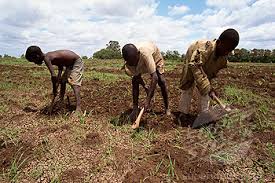 Image result for child labour on farms