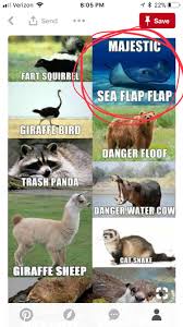 The Majestic Sea Flap Flap Is The Best One Cute Animal Photos Funny Mom Memes Animal Memes