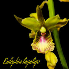 Image result for Eulophia longisepala