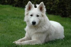 Americanlisted has classifieds in kansas city, missouri for dogs and cats. White German Shepherd Puppies For Sale In Missouri Bmo Show