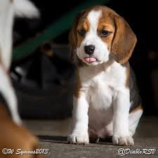 Our export tips for installing glass shelves. A Href Http Musapg Catspray Hop Clickbank Net Img Src Http Www Catsprayingnomore Com Images Banners Standard Ad3 Beagle Dog Beagle Puppy Cute Beagles