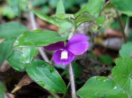 Image result for Coleotrype